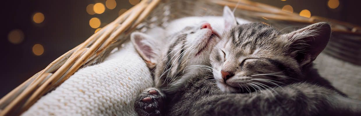 Katze Festtage