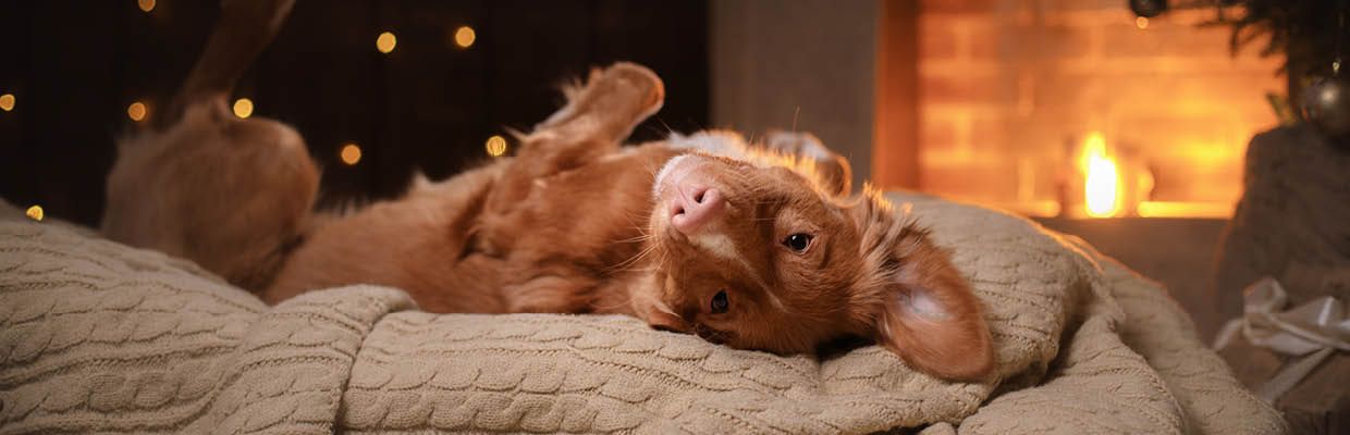 Hund Festtage