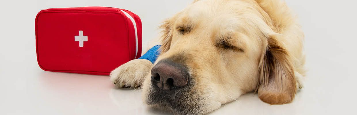 Notfallapotheke Hund