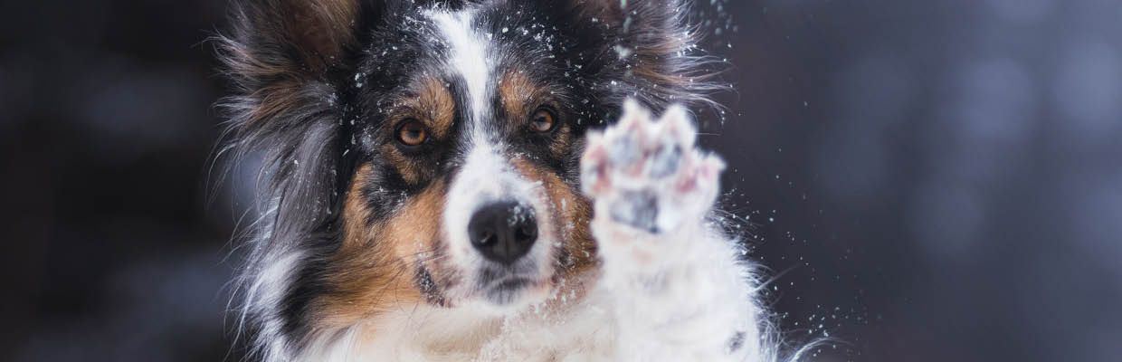 Pfoten Hund Winter