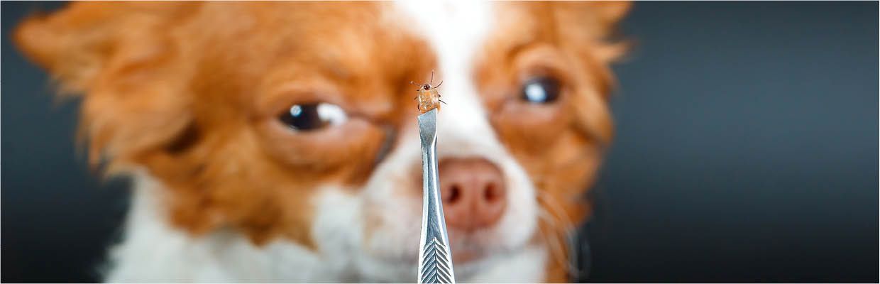 Achtung Zecken Hund