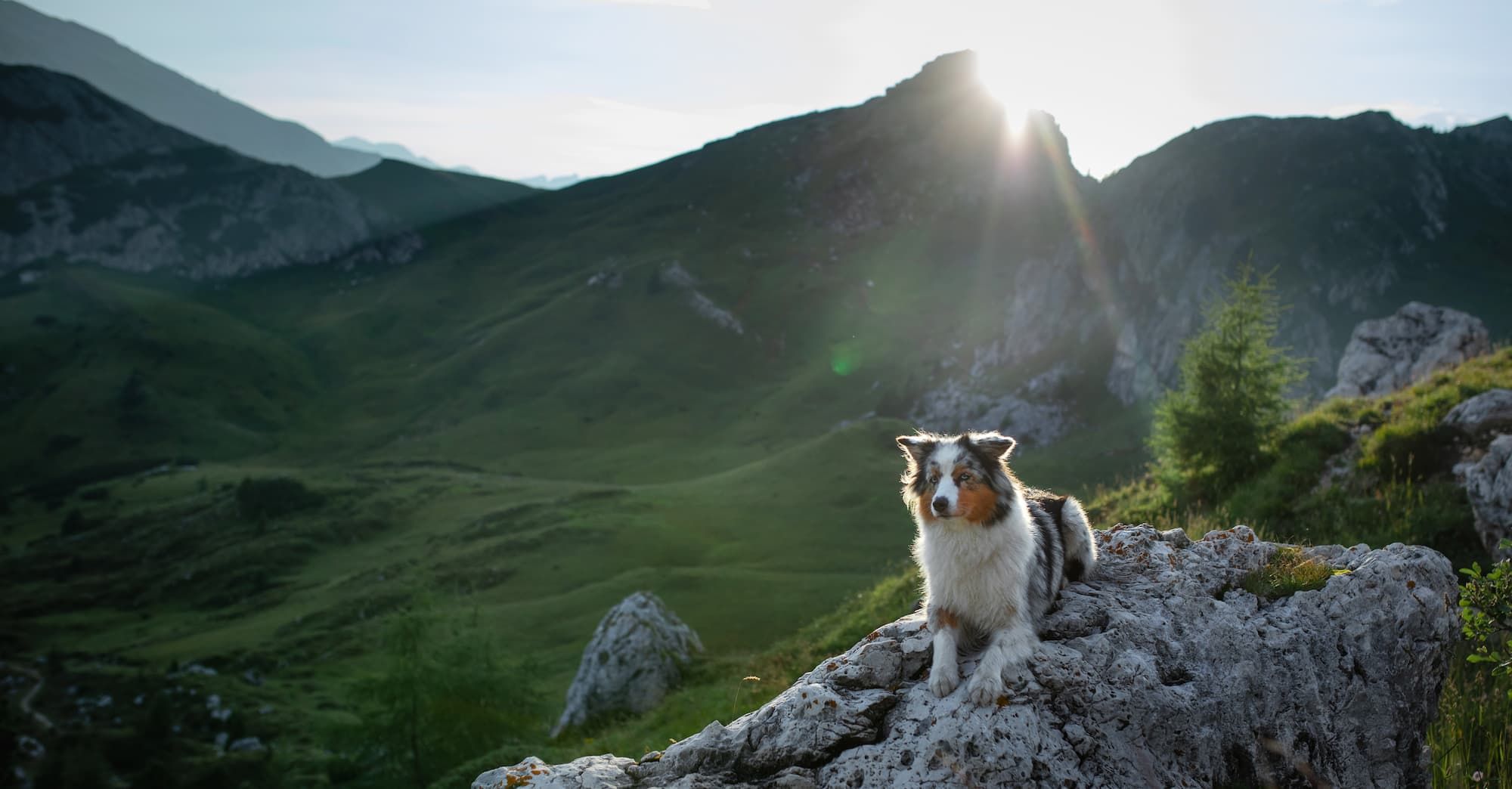 Reisen mit Hund