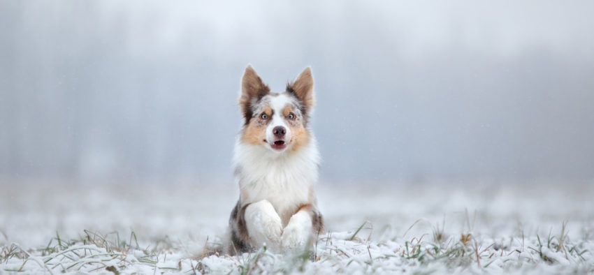 Winter Tipps mit Hund