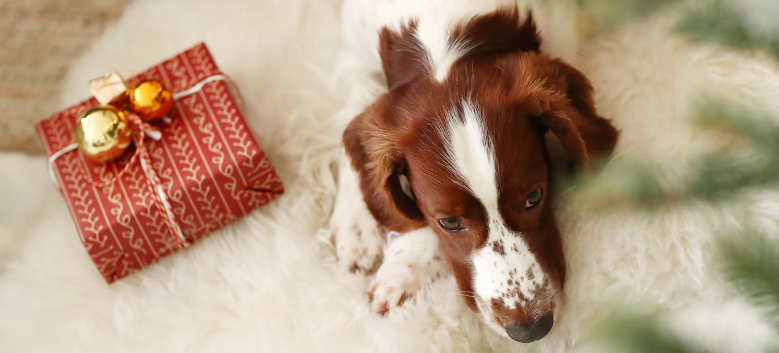 Geschenkideen für Hundebesitzer