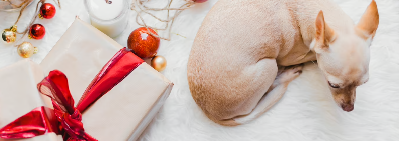 Tipps & Tricks rund um die Feiertage