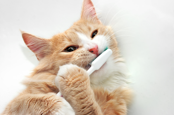 Müssen Katzen Zähneputzen?