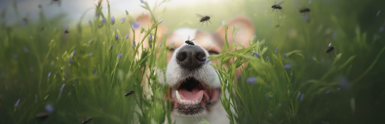 Hundefutter mit Insektenprotein