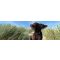 Reisen mit Hund