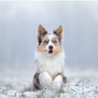 Winter Tipps mit Hund