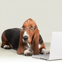 Hund im Office – Tipps & Tricks für ein harmonisches Miteinander