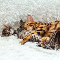 Kitten Aufzucht