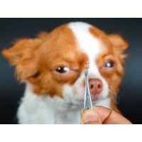 Achtung Zecken Hund