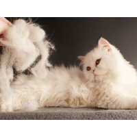 Fellwechsel bei der Katze