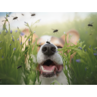 Hundefutter mit Insektenprotein