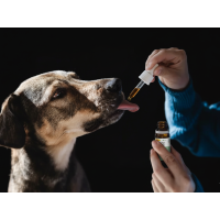 Ergänzungsfuttermittel & Hunde Nahrungsergänzung – Natürlich gesund unterstützen