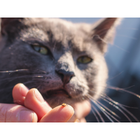 Achtung Zecken Katze