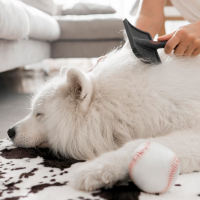 Fellpflege bei Hunden