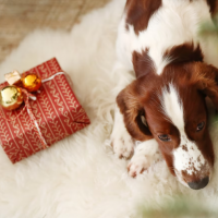 Geschenkideen für Hundebesitzer