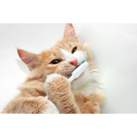 Müssen Katzen Zähneputzen?
