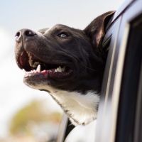 Autofahrt mit Hund – Verschiedene Möglichkeiten