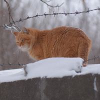 Tipps mit der Katze durch den Winter