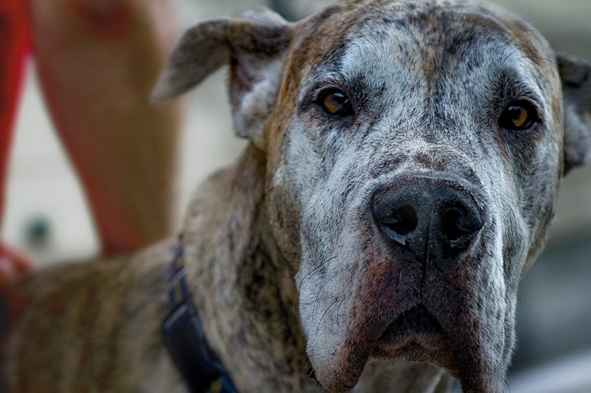 Der richtige Umgang mit Hunden im Alter