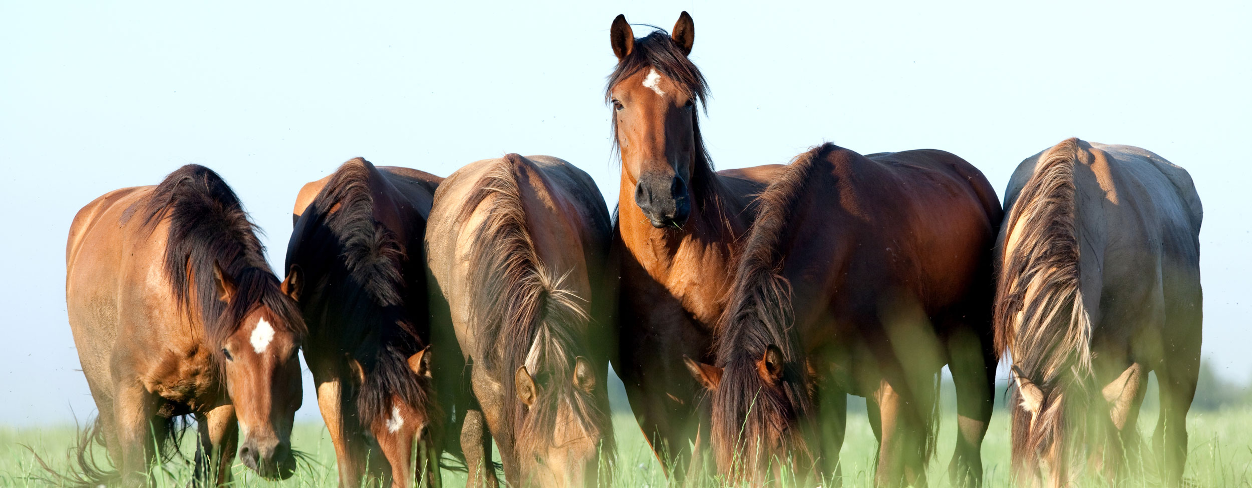 Guide du cheval