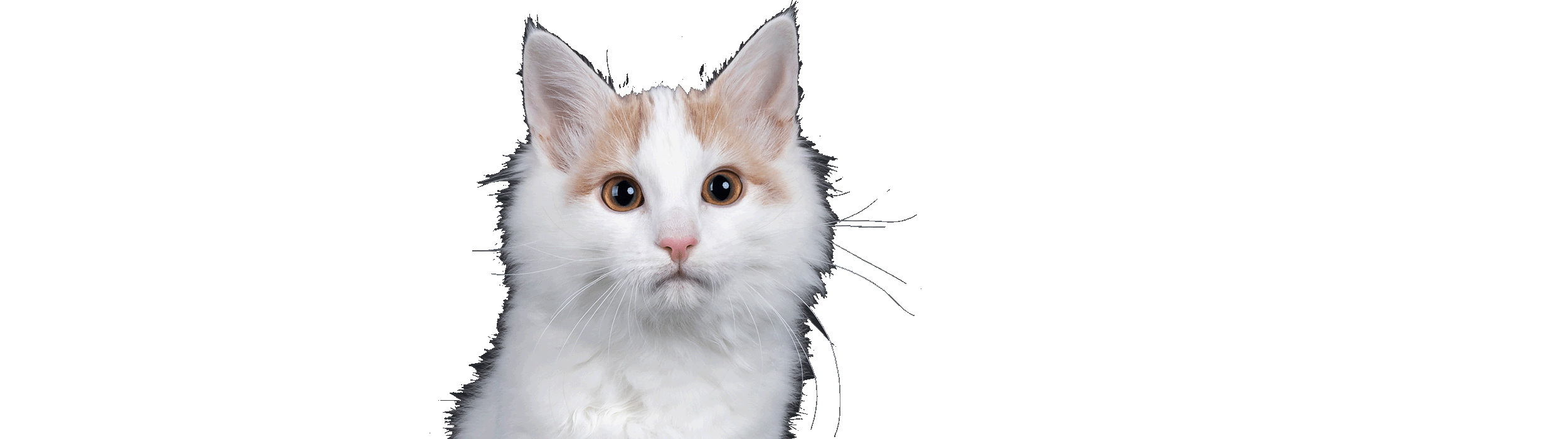 Katze