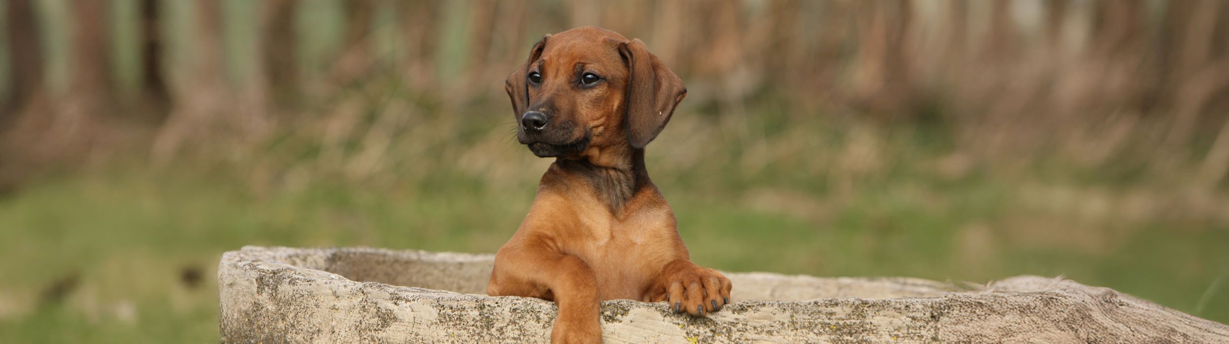 Geschichte Geschichte