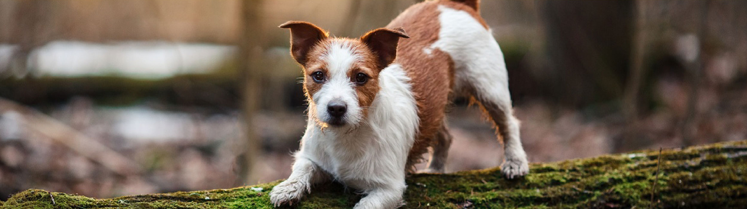 Guide du chien