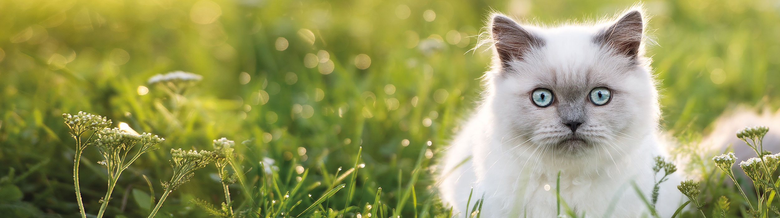 Guide du chat