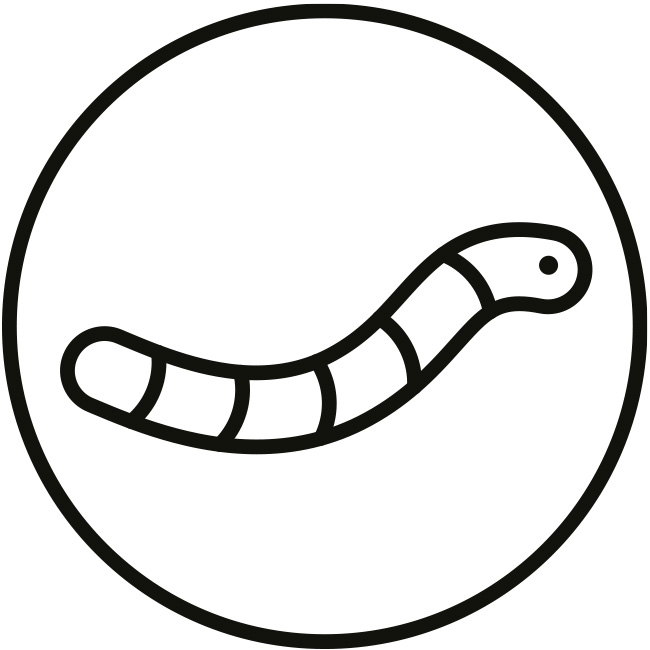 Protéines d’insectes