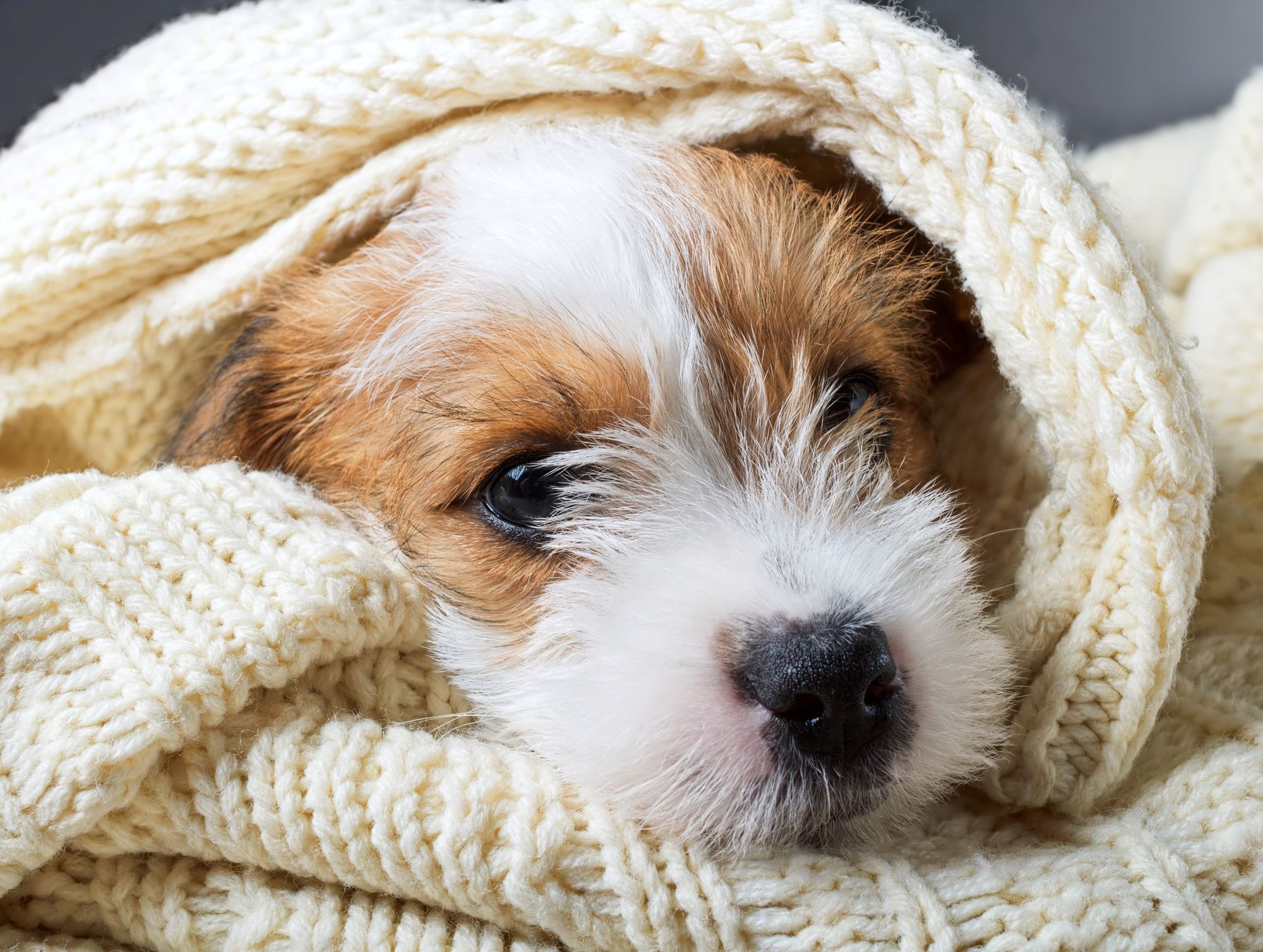 Winterkrankheiten beim Hund Winterkrankheiten beim Hund
