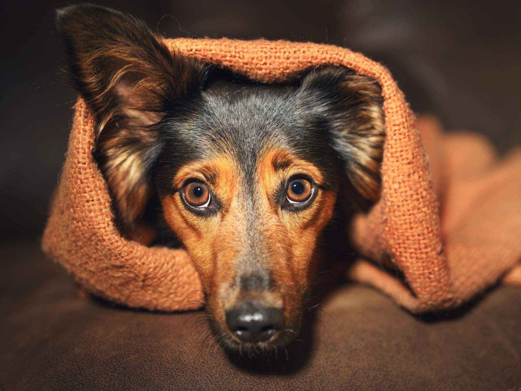 Angst beim Hund erkennen Angst beim Hund erkennen