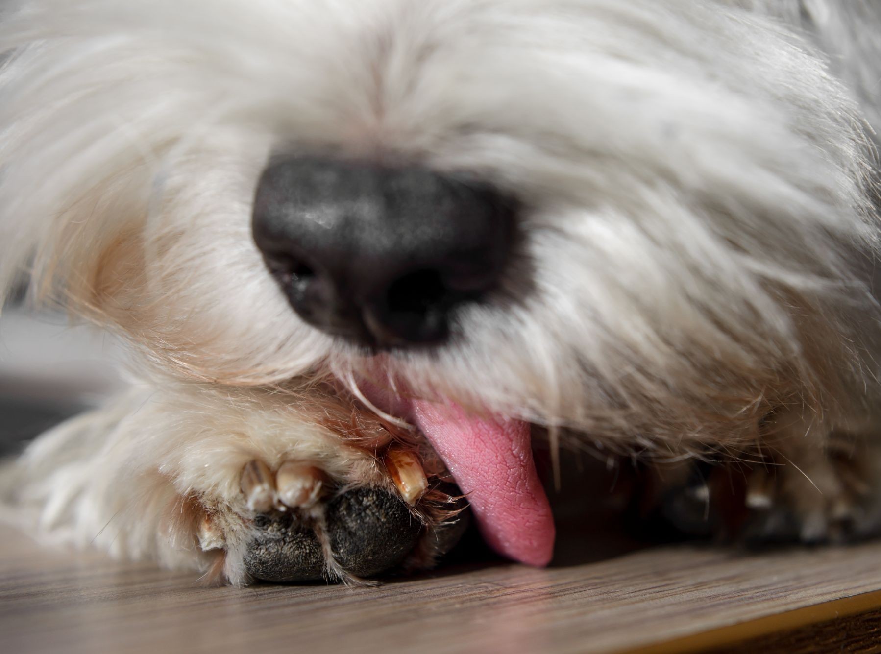 Erste Warnsignale Hundepfote