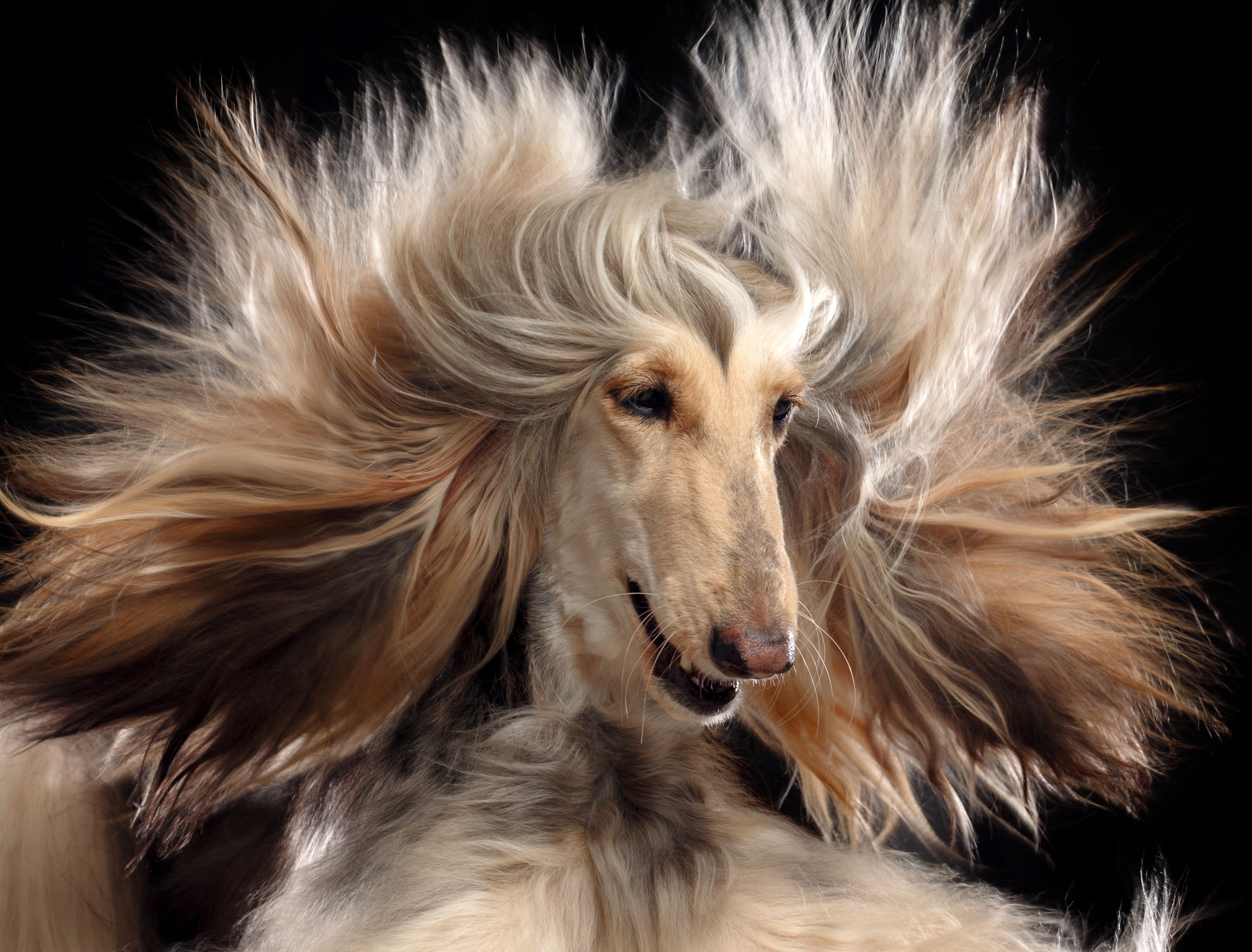  Fellwechsel beim Hund - Hormone