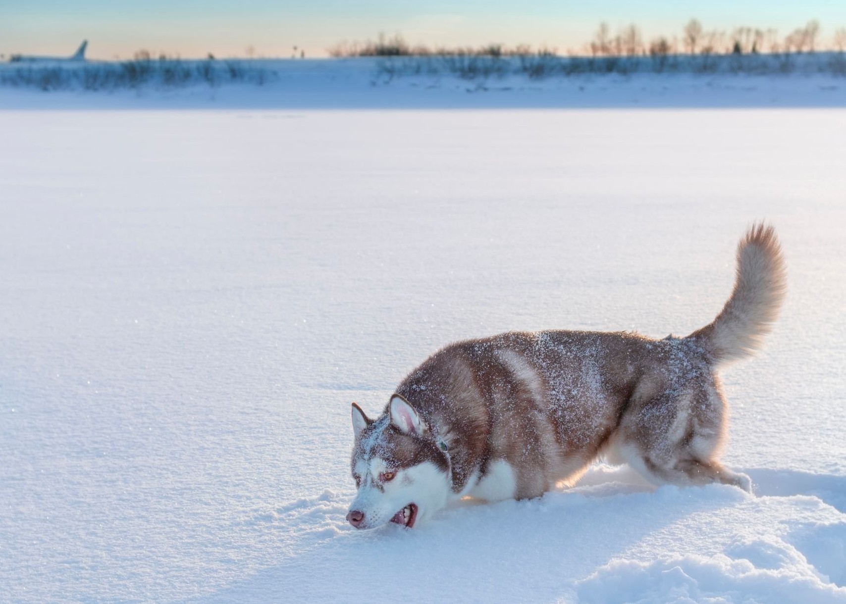 Hilfe, mein Hund frisst Schnee Hilfe, mein Hund frisst Schnee