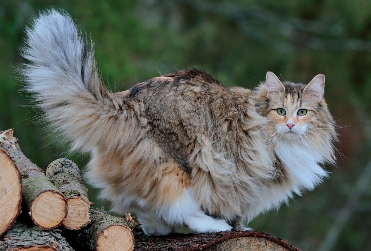 Fellwechsel bei der Katze: Hormone als Taktgeber Fellwechsel bei der Katze: Hormone als Taktgeber