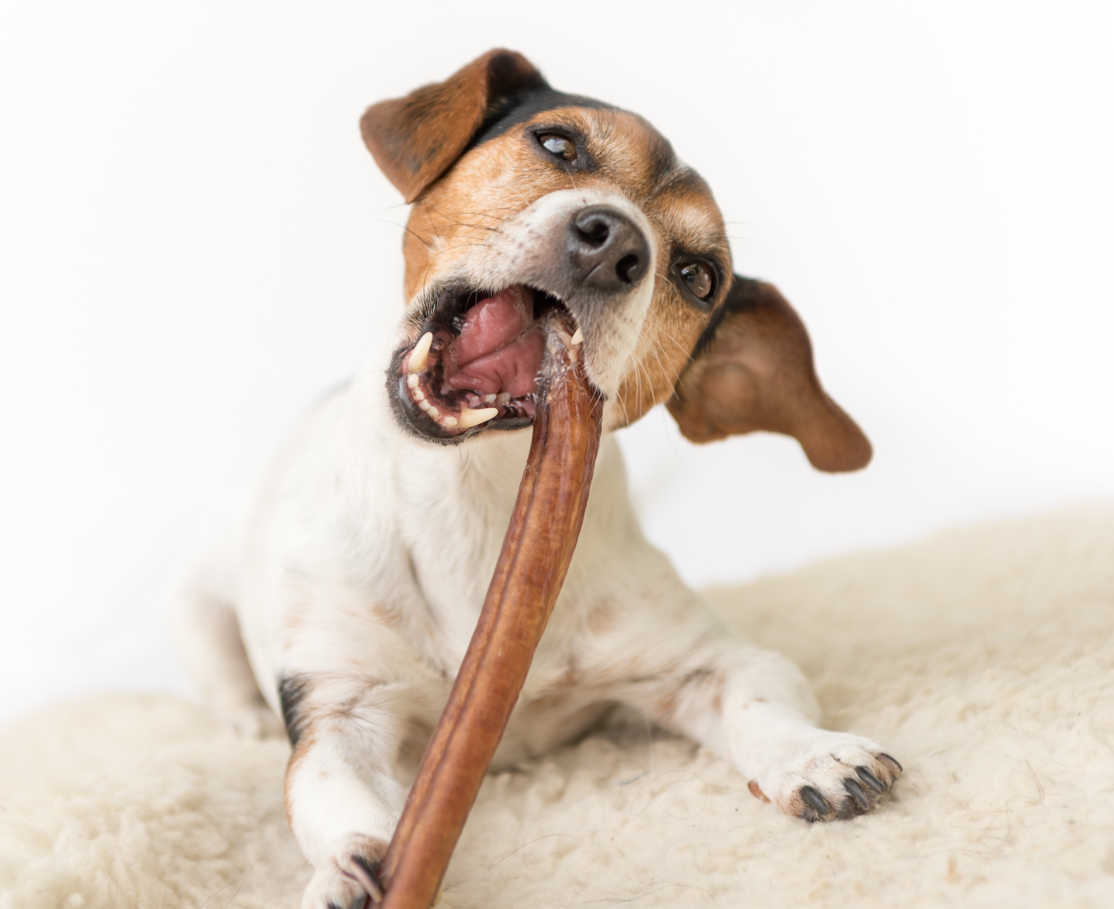 Kauartikel Hund: Lagerung, Sicherheit und Qualit&auml;t