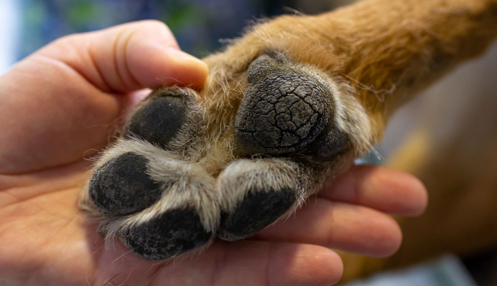 Rissige trockene Pfoten Hund