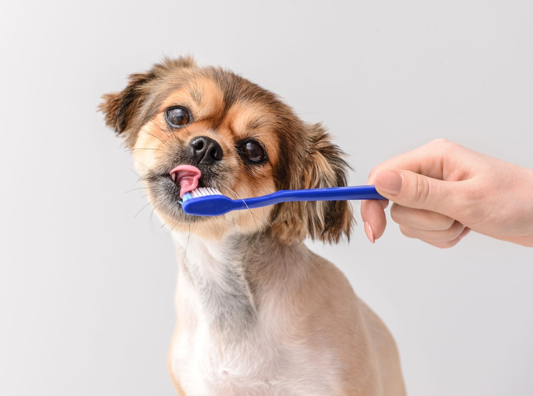 Zahnpflege beim Hund
