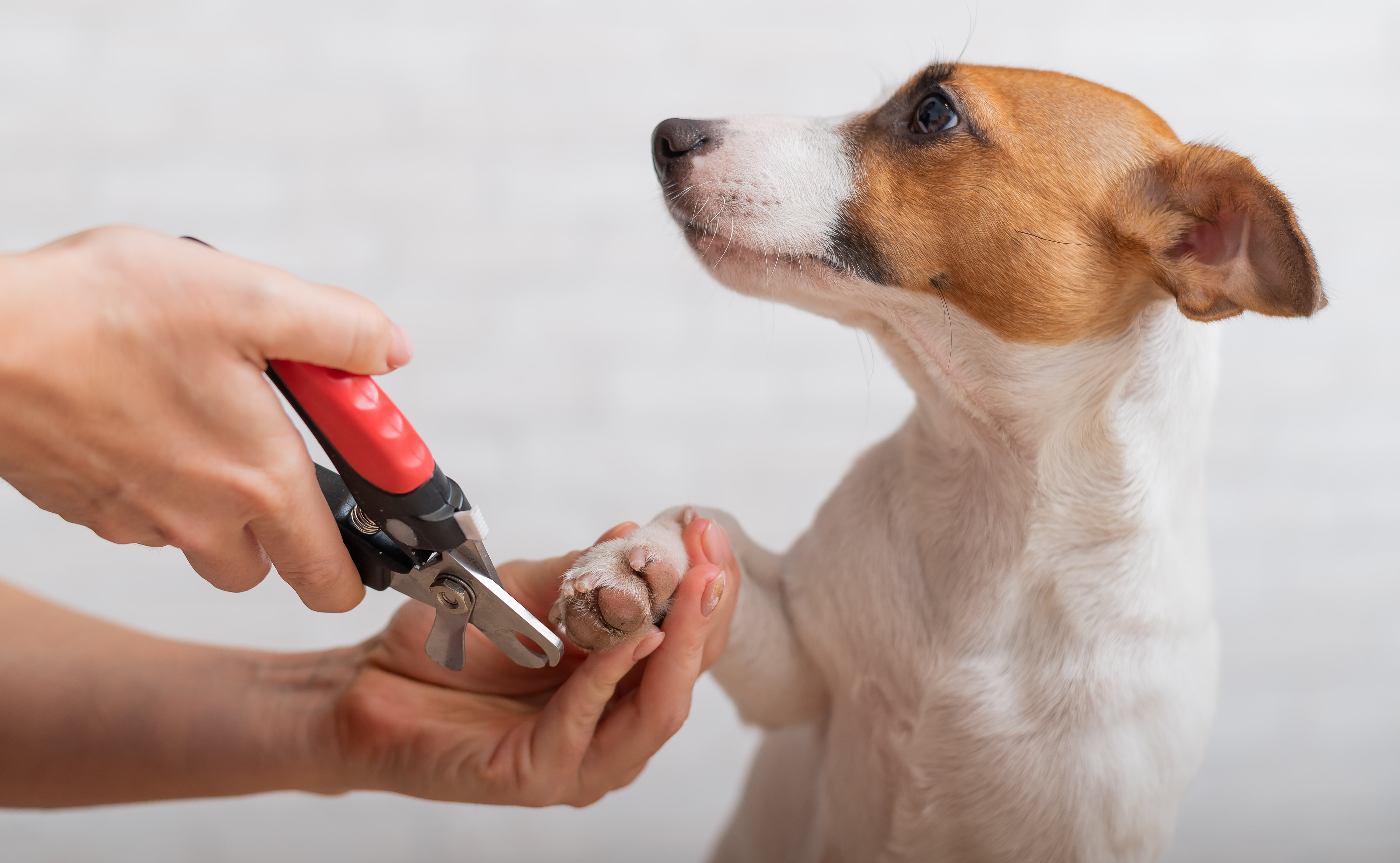 Krallen schneiden beim Hund