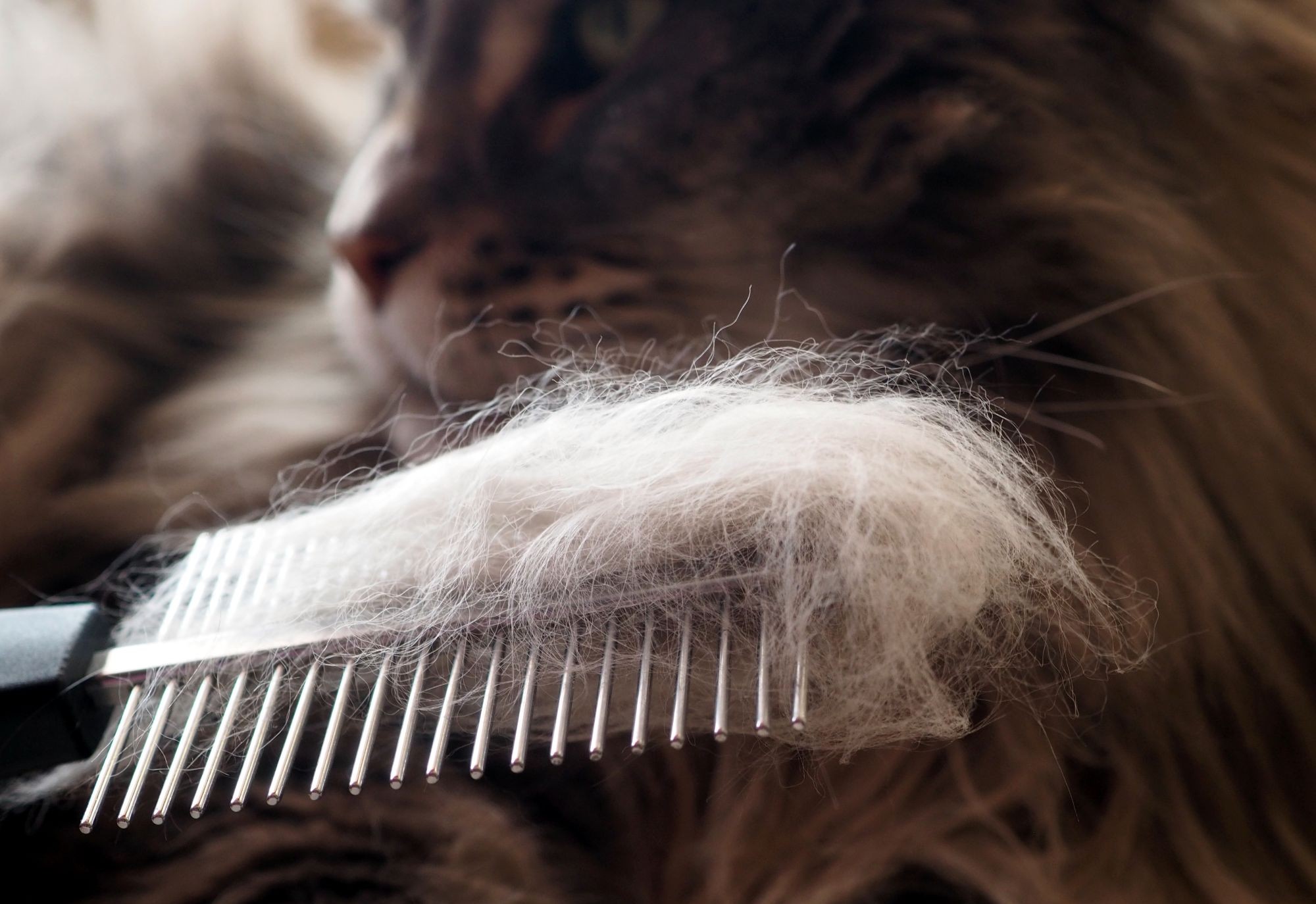 Zweck des Fellwechsels Zweck des Fellwechsels