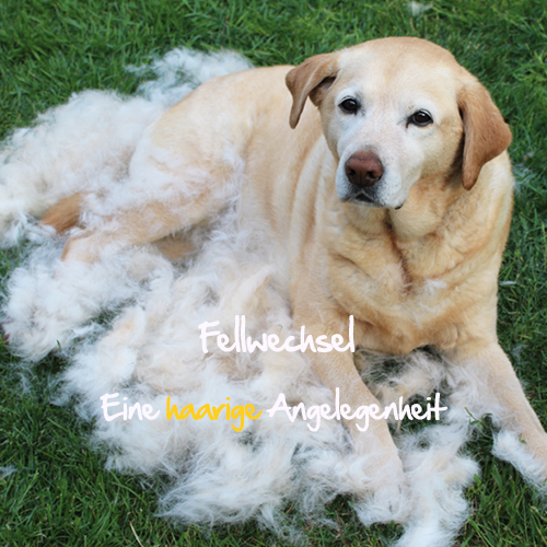 Hund haart Fellwechsel Hund