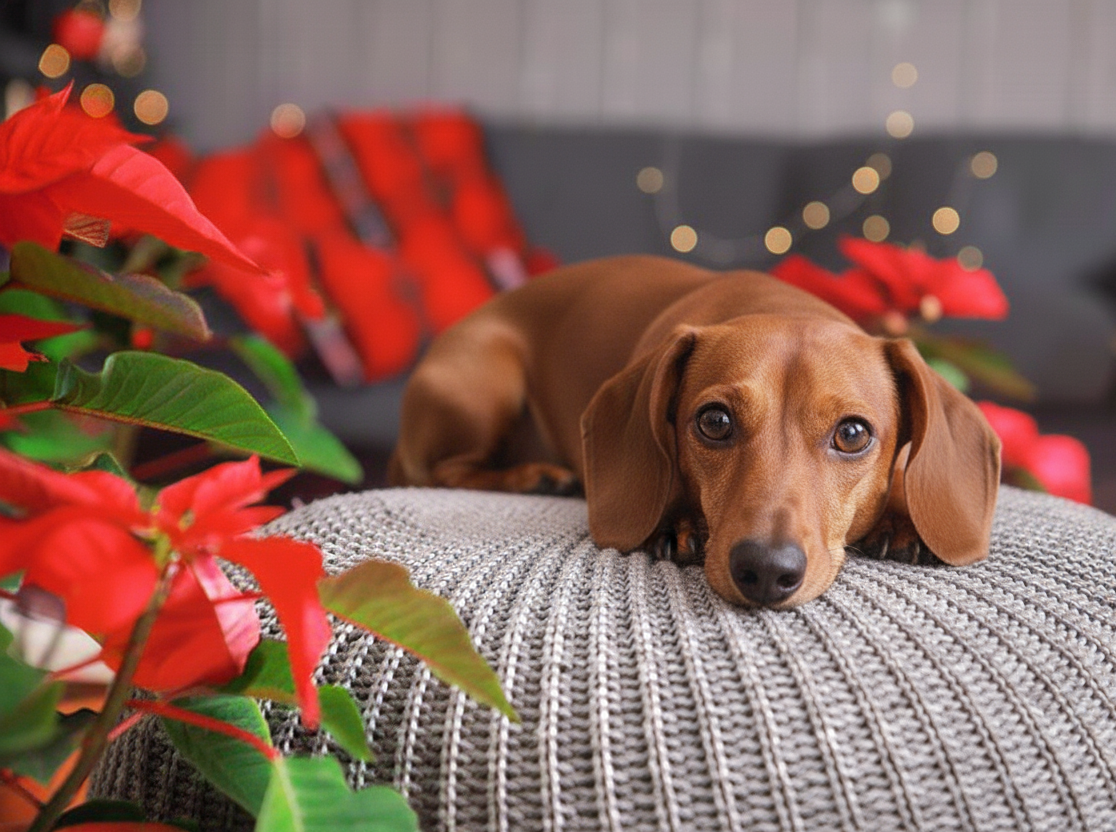 Giftige Weihnachtspflanzen Giftige Weihnachtspflanzen