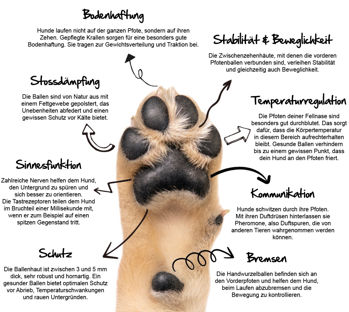Aufgaben der Hundepfote