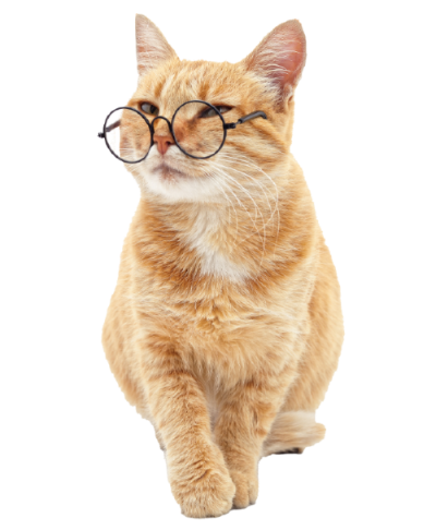 Kurz und knapp: Fellwechsel bei der Katze Kurz und knapp: Fellwechsel bei der Katze