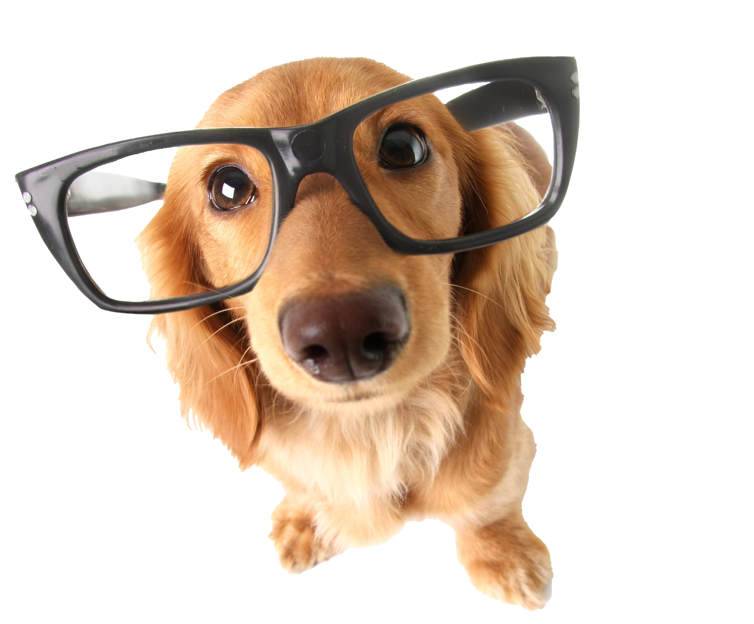 Kurz und knapp: Fellwechsel beim Hund