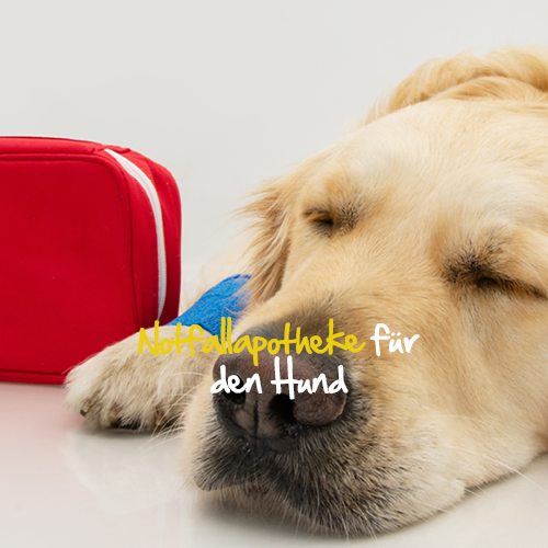 Notfallapotheke Notfallapotheke Hund