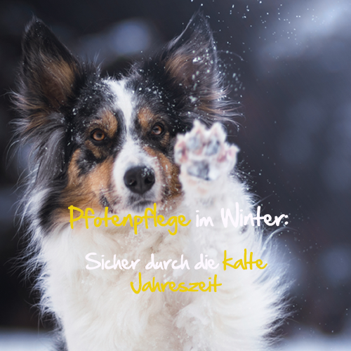 kyli PfotenFIT Pfotenpflege